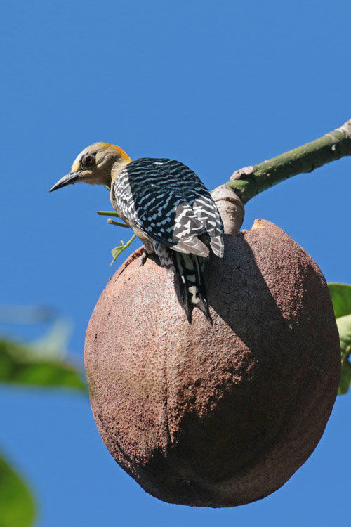 Hoffmann's Woodpecker